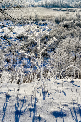 Bright winter landscape with trees in the forest at sunrise