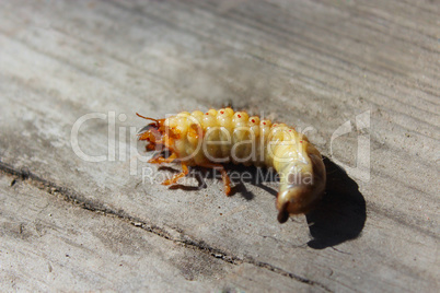 larva of may-bug