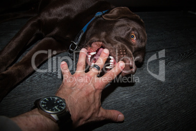Hund beißt in Hand