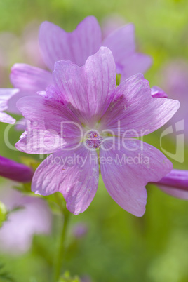 Wilde Malve - Malva sylvestris