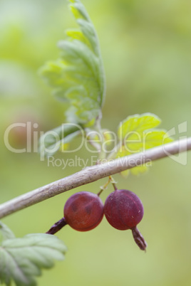 Stachelbeere - Ribes uva-crispa