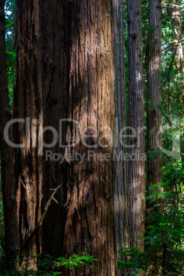 Küstenmammutbäume (Sequoia sempervirens)