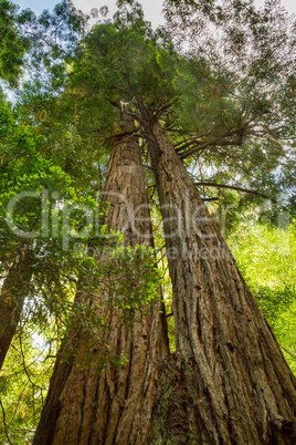 Küstenmammutbäume (Sequoia sempervirens)