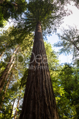 Küstenmammutbäume (Sequoia sempervirens)