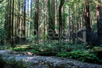 Muir Woods National Monument