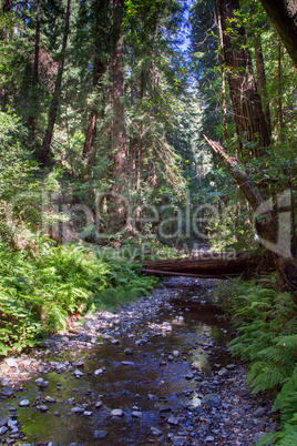 Muir Woods National Monument