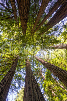 Küstenmammutbäume (Sequoia sempervirens)