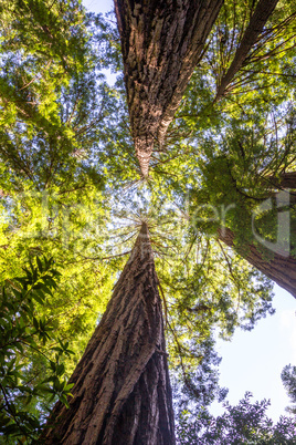 Küstenmammutbäume (Sequoia sempervirens)