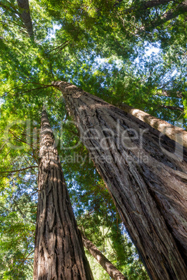 Küstenmammutbäume (Sequoia sempervirens)