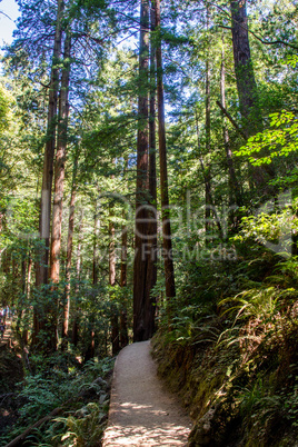 Muir Woods National Monument