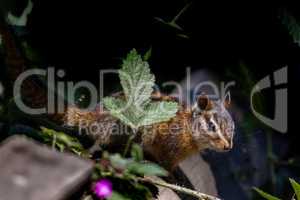 Sonoma-Streifenhörnchen (Tamias sonomae)