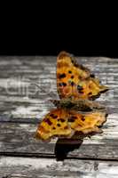 C-Falter (Polygonia sartyrus)