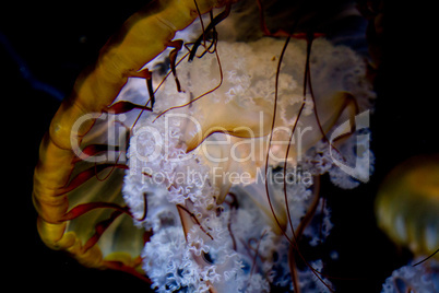 Pazifische Kompassqualle (Chrysaora fuscescens)