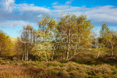 Landschaft in den Dünen auf der Insel Amrum