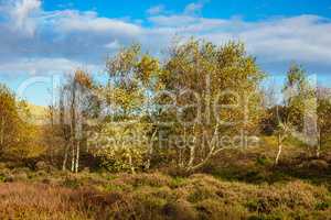 Landschaft in den Dünen auf der Insel Amrum