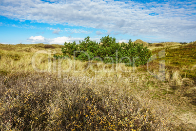 Landschaft in den Dünen auf der Insel Amrum