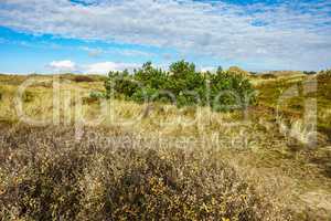 Landschaft in den Dünen auf der Insel Amrum