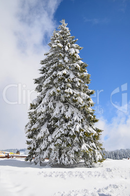 Big fir tree covered by snow