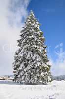 Big fir tree covered by snow