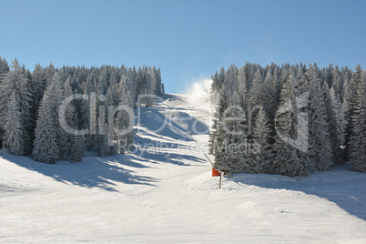 Snowboard and ski slope through fir forest