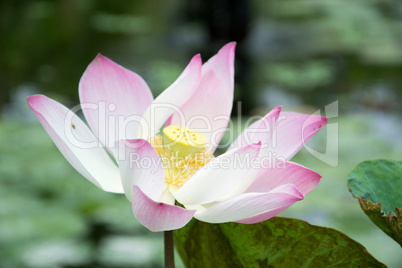 lotus Blüte