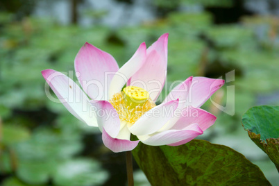 lotus Blüte