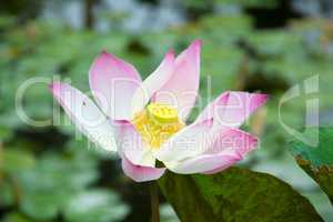 lotus Blüte
