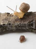 Two cute land snails