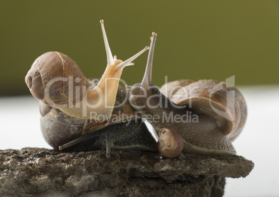 Land snails family