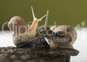 Land snails family