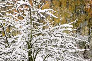 The first heavy snow on the branches of trees.