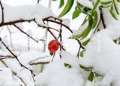The leaves and berries of the hawthorn, covered with snow.