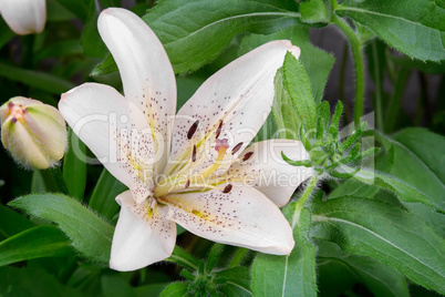 Flowers of a white lily close up.