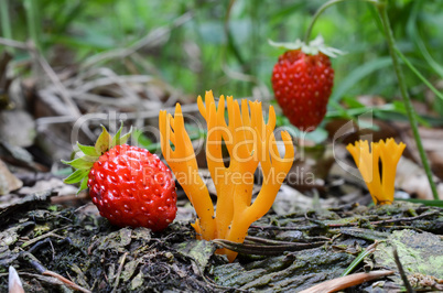 Calocera viscosa mushrooms and wild strawberries