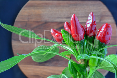 Fresh red and green chilli peppers