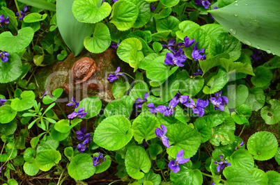 Lot of wild violets