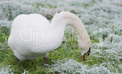 Schwan frisst Gras auf der Wiese