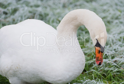 Schwan frisst Gras auf der Wiese