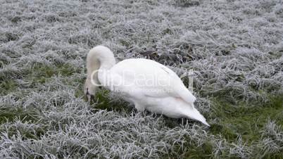 Schwan frisst Gras auf der Wiese