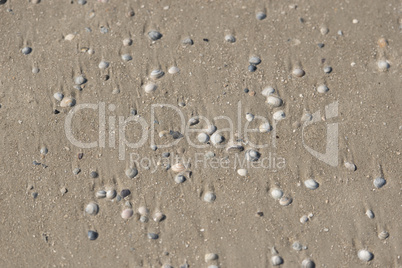 Muscheln liegen am Stand am Meer