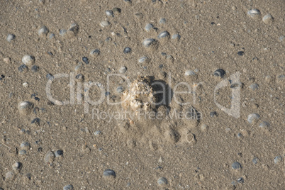 Muscheln liegen am Stand am Meer