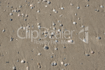 Muscheln liegen am Stand am Meer