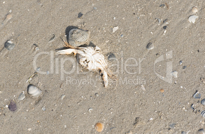 Muscheln liegen am Stand am Meer