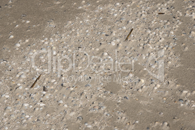 Muscheln liegen am Stand am Meer