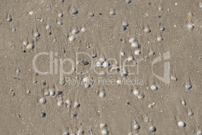 Muscheln liegen am Stand am Meer