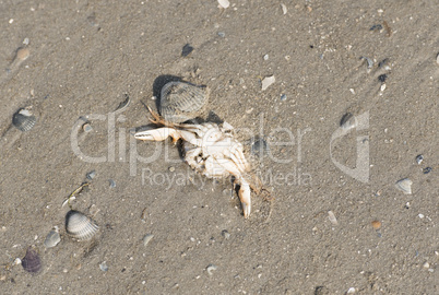 Muscheln liegen am Stand am Meer Muscheln liegen am Stand am Meer
