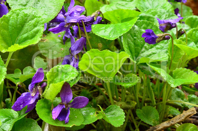 Wild violets close up view