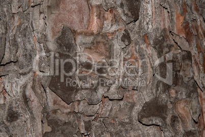 Wooden texture. Crimean pine tree, close-up view.