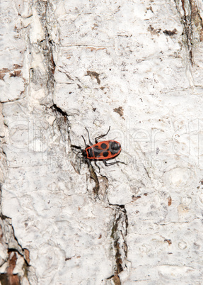 whitewashed tree bark texture with Cardinal beetle on multicolored bark.