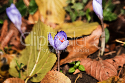 Crocus in autumn garden with yellow leaves